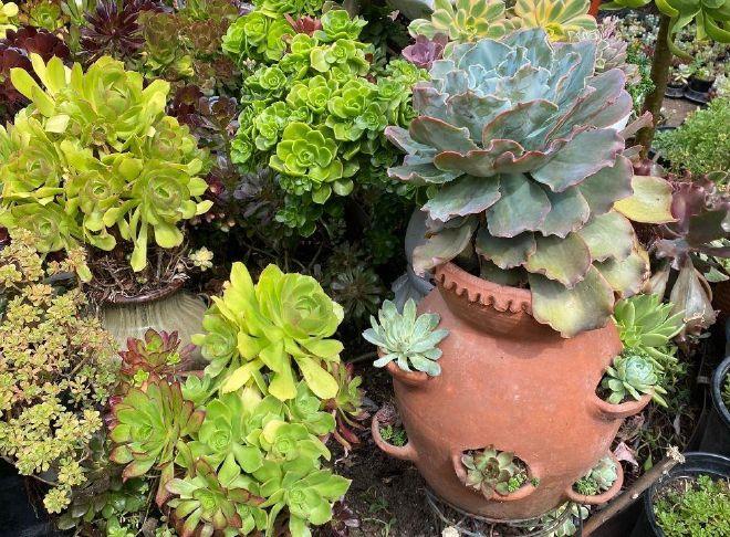 succulent plants delivery Succulent Subscription Box main image 1