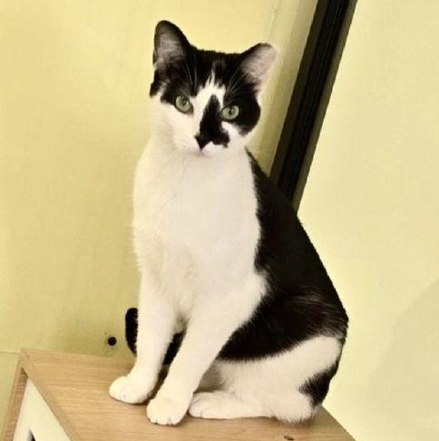 Pets of the Week