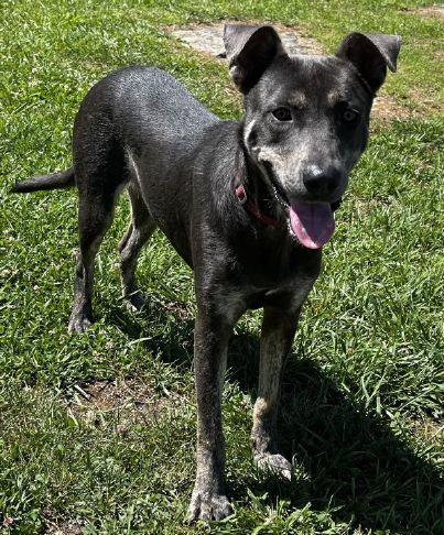 Pets of the Week